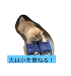 にゃんこのふふ（個別スタンプ：8）