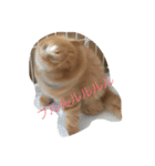 にゃんこのふふ（個別スタンプ：10）