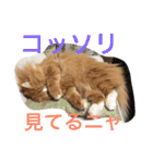 にゃんこのふふ（個別スタンプ：11）