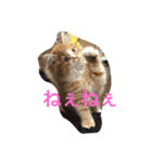 にゃんこのふふ（個別スタンプ：13）