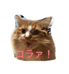 にゃんこのふふ（個別スタンプ：15）