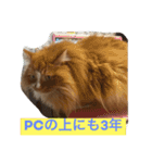 にゃんこのふふ（個別スタンプ：17）