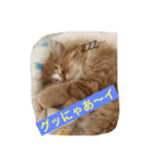 にゃんこのふふ（個別スタンプ：20）