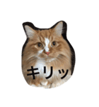 にゃんこのふふ（個別スタンプ：21）