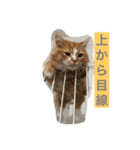 にゃんこのふふ（個別スタンプ：22）