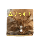 にゃんこのふふ（個別スタンプ：23）