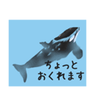 シャチたち2（個別スタンプ：19）
