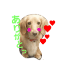 DAX and CHIWAWA（個別スタンプ：5）