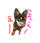 DAX and CHIWAWA（個別スタンプ：7）