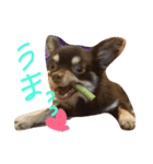 DAX and CHIWAWA（個別スタンプ：10）
