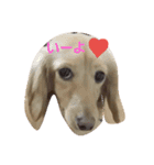 DAX and CHIWAWA（個別スタンプ：11）