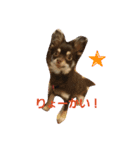 DAX and CHIWAWA（個別スタンプ：12）