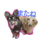 DAX and CHIWAWA（個別スタンプ：13）