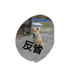 Boku Notaro（個別スタンプ：6）