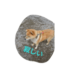 Boku Notaro（個別スタンプ：7）