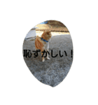 Boku Notaro（個別スタンプ：11）