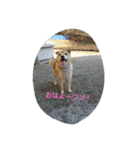 Boku Notaro（個別スタンプ：12）