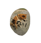 Boku Notaro（個別スタンプ：18）