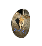 Boku Notaro（個別スタンプ：24）