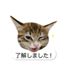 猫たんたんの日常スタンプ第2弾（個別スタンプ：4）