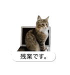 猫たんたんの日常スタンプ第2弾（個別スタンプ：9）