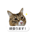 猫たんたんの日常スタンプ第2弾（個別スタンプ：12）