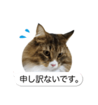 猫たんたんの日常スタンプ第2弾（個別スタンプ：15）