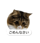 猫たんたんの日常スタンプ第2弾（個別スタンプ：17）