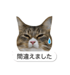 猫たんたんの日常スタンプ第2弾（個別スタンプ：23）