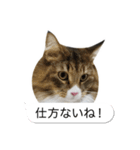 猫たんたんの日常スタンプ第2弾（個別スタンプ：25）