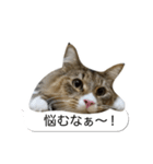 猫たんたんの日常スタンプ第2弾（個別スタンプ：32）