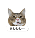 猫たんたんの日常スタンプ第2弾（個別スタンプ：34）