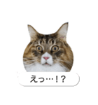 猫たんたんの日常スタンプ第2弾（個別スタンプ：37）