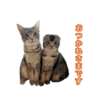 仲良しきょうだい猫（個別スタンプ：1）