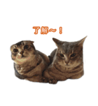 仲良しきょうだい猫（個別スタンプ：2）
