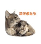 仲良しきょうだい猫（個別スタンプ：3）