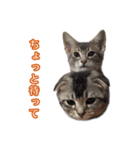 仲良しきょうだい猫（個別スタンプ：5）