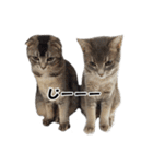 仲良しきょうだい猫（個別スタンプ：6）