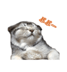 仲良しきょうだい猫（個別スタンプ：8）