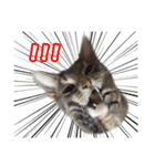 仲良しきょうだい猫（個別スタンプ：9）