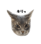 仲良しきょうだい猫（個別スタンプ：11）