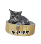仲良しきょうだい猫（個別スタンプ：13）