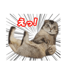 仲良しきょうだい猫（個別スタンプ：14）