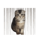 仲良しきょうだい猫（個別スタンプ：16）