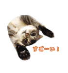 仲良しきょうだい猫（個別スタンプ：18）