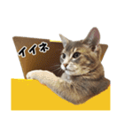 仲良しきょうだい猫（個別スタンプ：21）