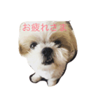 小梅ちゃん（シーズー）スタンプ（個別スタンプ：11）