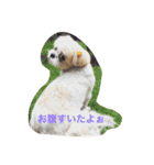 小梅ちゃん（シーズー）スタンプ（個別スタンプ：15）