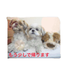 小梅ちゃん（シーズー）スタンプ（個別スタンプ：16）