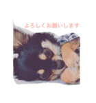 ワンコ日和（個別スタンプ：11）
